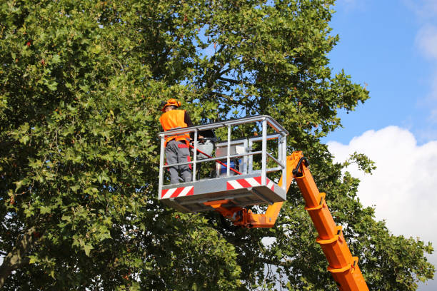 How Our Tree Care Process Works  in  Galesburg, IL